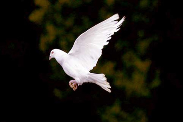 Pakistanis fly into tizzy over their pigeons love for India