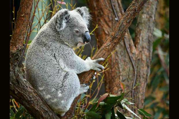 More than 2,000 koalas killed in Australia bushfires