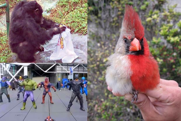 Trending in TN: chimpanzee washing its keeper t-shirt, Avengers dance to Disco Deewane and Songbird having rare condition