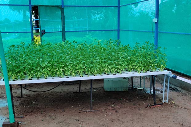 Hydroponic farming helps Chennaiites grow greens at home