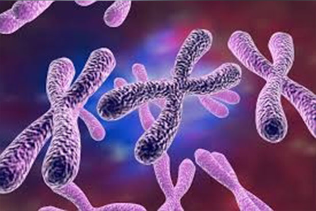 Fathers X chromosome holds clues to autoimmune disease in women Fathers X chromosome holds clues to autoimmune disease in women