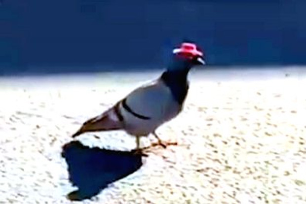 Las Vegas pigeons in cowboy hats evoke Twitter mirth