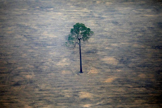 Brazil Amazon deforestation climbs more than 100 pc in November over same month last year - Government agency