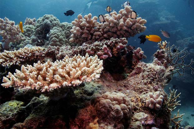 In New York lab, centuries-old corals hold clues to climate shifts