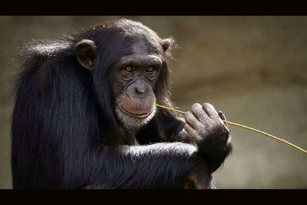 Chimpanzees seen dancing like human conga-line for 1st time Chimpanzees seen dancing like human conga-line for 1st time