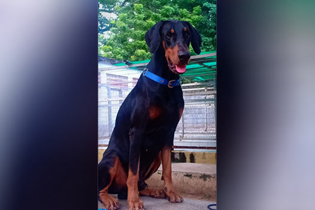 Pawsome Effort: Arjun beats CCTV, sniffs burglar out in record 3 hours