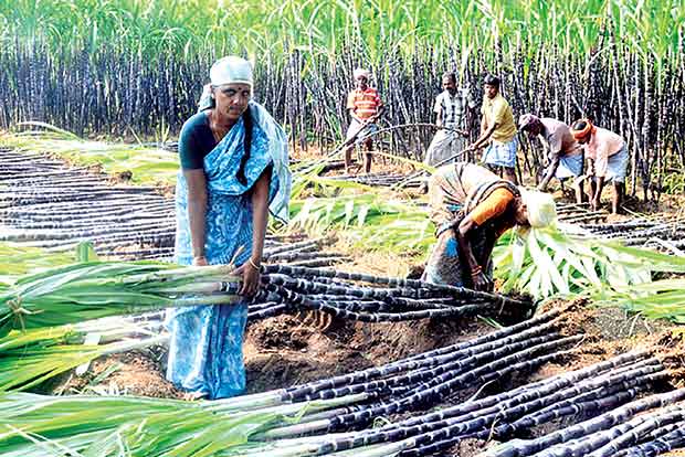 Cane ryots seek govt help to boost sugar production
