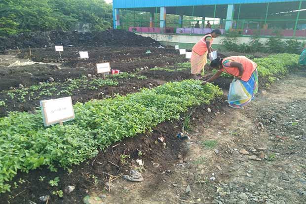 Corporation commences organic farming with compost manure Corporation commences organic farming with compost manure