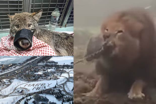 Trending in TN: Tug-of-war with a lion, Chicago man’s winter proposal, workers rescue wolf from frozen river Trending in TN: Tug-of-war with a lion, Chicago man’s winter proposal, workers rescue wolf from frozen river