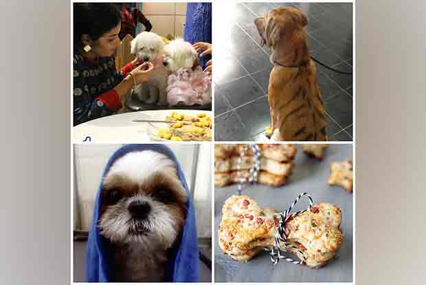 Pawsome pets: Chennaiites go all out to celebrate their pet’s birthday