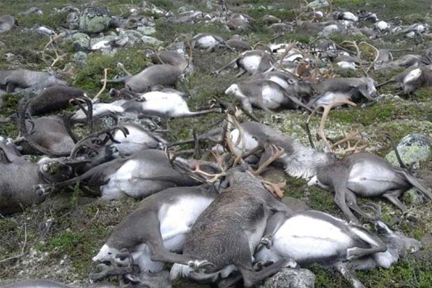 Over 200 dead reindeer found on Norways Arctic Svalbard