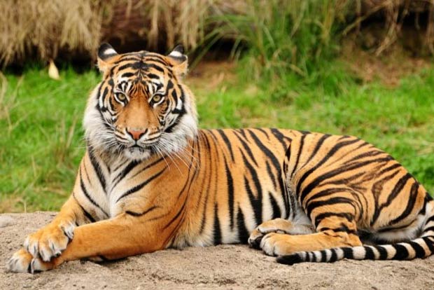 New mobile application M-STrIPES used to estimate tiger population: WII scientist