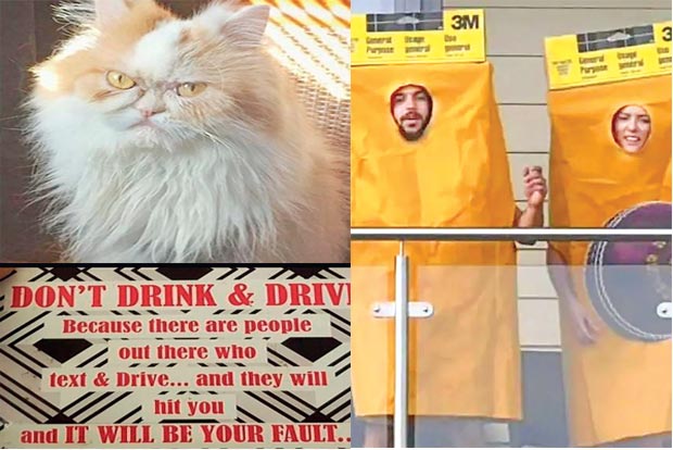 Trending in TN: Texan Louis to succeed original grumpy cat, Dont drink and drive warning drives netizens crazy, Sandpaper dress to mock Smith and Warner Trending in TN: Texan Louis to succeed original grumpy cat, Dont drink and drive warning drives netizens crazy, Sandpaper dress to mock Smith and Warner
