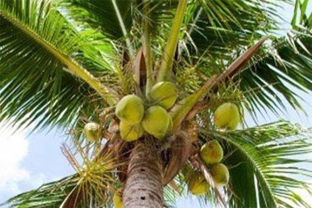 Wilt disease: Centre panel to assess TN coconut farms
