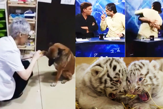 Trending in TN: Stray dog walks into pharmacy to get treated, rare white Bengal tiger cubs in Austrian zoo and Pakistan TV debate goes wrong Trending in TN: Stray dog walks into pharmacy to get treated, rare white Bengal tiger cubs in Austrian zoo and Pakistan TV debate goes wrong