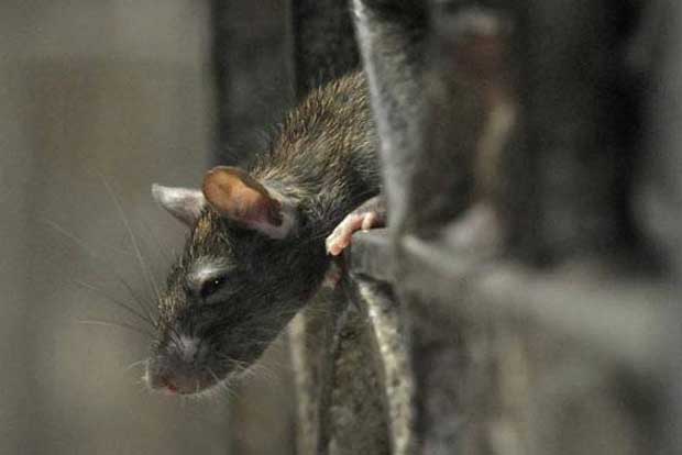 Singapore supermarket chain removes basmati from shelves after customer finds dead rat in rice bag