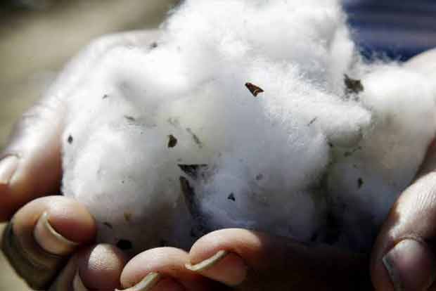 Govt cuts BT cotton seed price by Rs 10 per packet, royalty to Monsanto cut by half