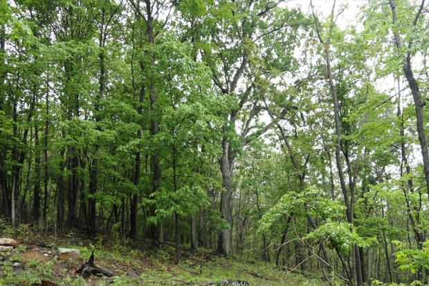 App to monitor growth of 1 cr saplings across State App to monitor growth of 1 cr saplings across State