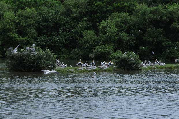 Avian visitors return to creek a decade after restoration