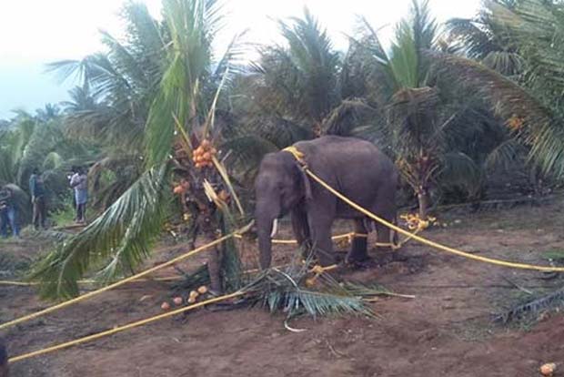 Killer tusker ‘Arisi Raja’ captured in Coimbatore, translocated to camp