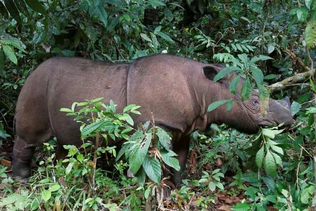 Malaysias last Sumatran rhinoceros dies