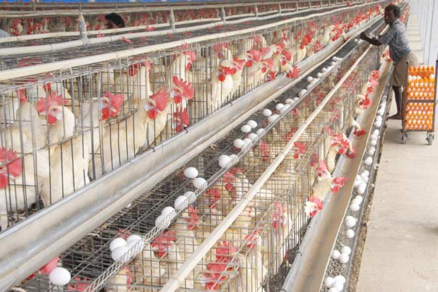 Eggs from Namakkal mark historic entry into US market in a first for India’s poultry industry Eggs from Namakkal mark historic entry into US market in a first for India’s poultry industry
