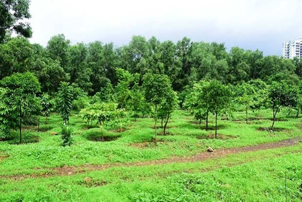 Aarey protest: Mumbai Metro claims it planted 24,000 trees