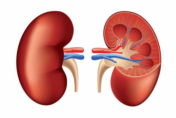 Scientists find biological signals to predict course of chronic kidney disease
