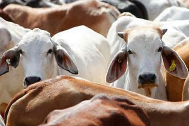 Union Government standardises 3 traditional therapies to boost livestock health