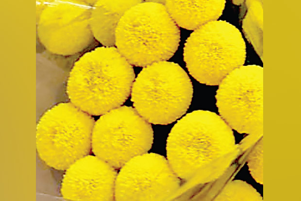 Plastic varieties replace natural flowers in Kerala, TN: Hosur farmers in lurch Plastic varieties replace natural flowers in Kerala, TN: Hosur farmers in lurch