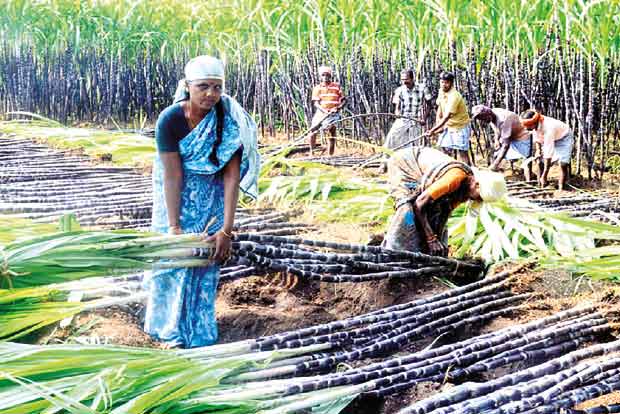 Drought-resistant cane varieties to be released