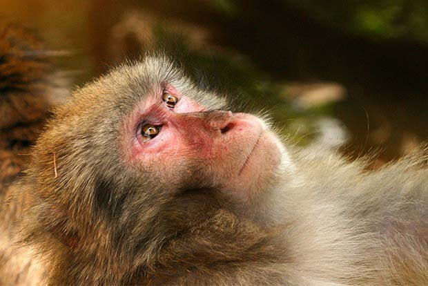 Amid corona outbreak, 15 monkey deaths create panic in UP