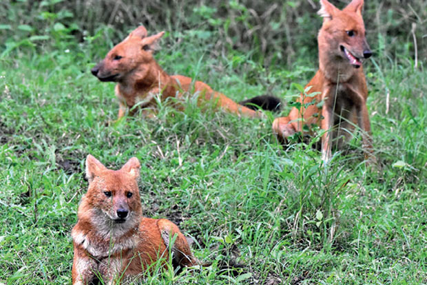 Experts elated over ‘recovering ecology’ as wild animals stray into plantations