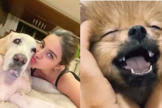 Lockdown diaries: South stars spend quality time with furry friends