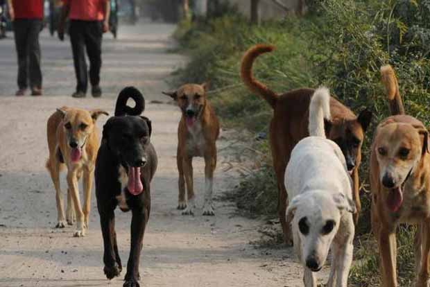 Stray dogs may be the origin of coronavirus pandemic: Study