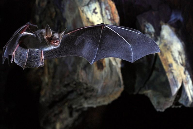 Coronavirus in bats affecting humans is rare: ICMR Coronavirus in bats affecting humans is rare: ICMR