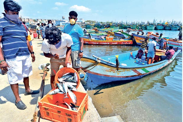 Fish prices more than double as Kasimedu gets back to life