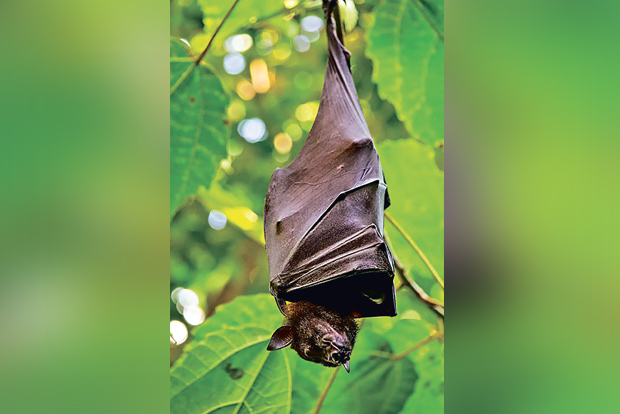 Experts term COVID a wake-up call, seek funds for focused study of zoonotic diseases