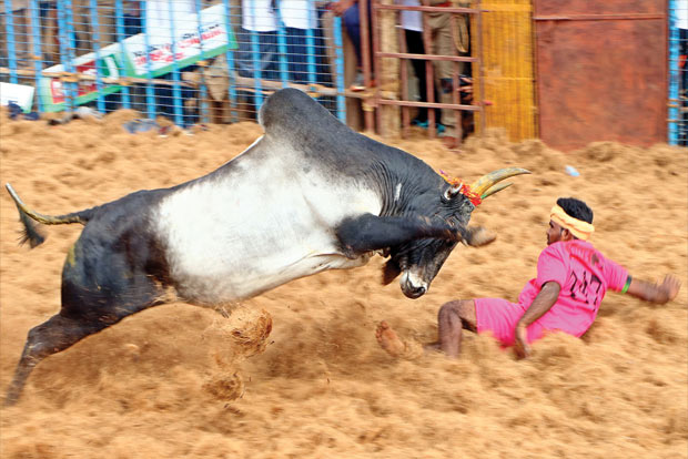 Jallikattu bulls funeral results in transfer of two cops in TN Jallikattu bulls funeral results in transfer of two cops in TN