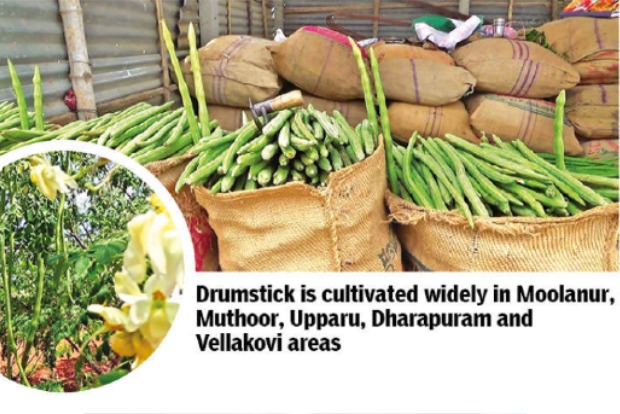 Drumsticks wither after shutdown 2.0, Tirupur cultivators in limbo