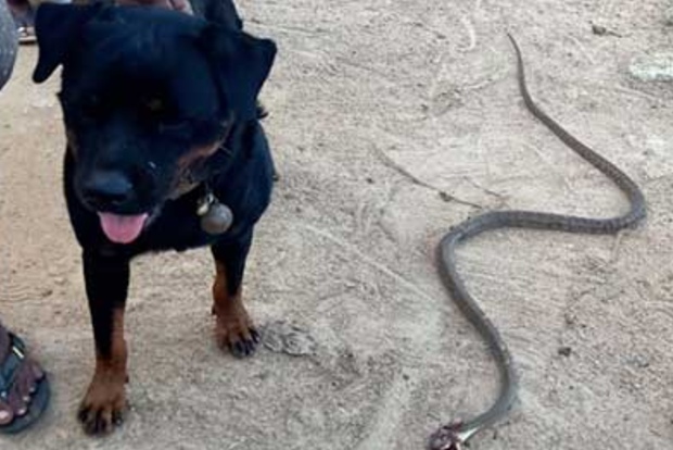 Dog saves master’s family from snake in Madurai, dies Dog saves master’s family from snake in Madurai, dies