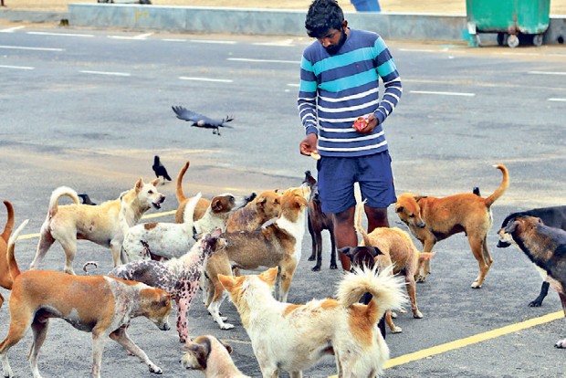 Residents feed strays while organisations await funds