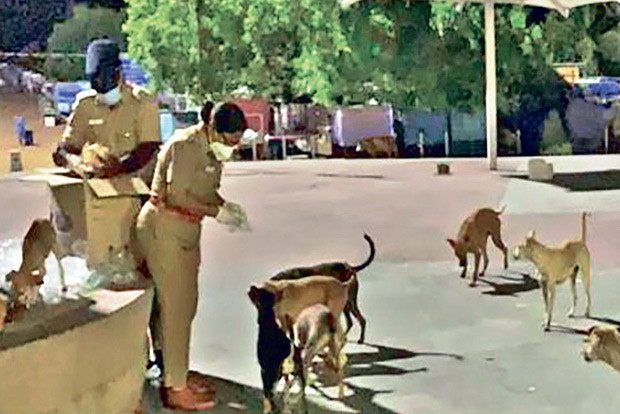 Cops treat 4-legged ‘violators’ on Chennai roads with love