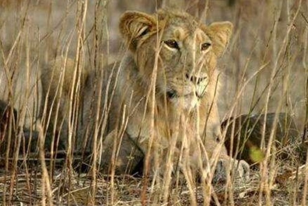 Gujarat HC moved to know real reason for Gir lion deaths