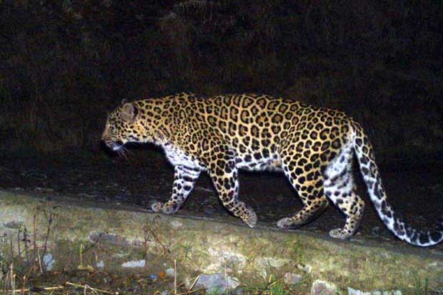 6-year-old boy mauled to death by leopard in Assam