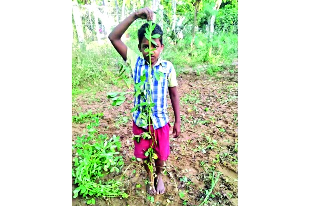 Abnormal growth of low-yielding groundnut plants shocks Ranipet farmers