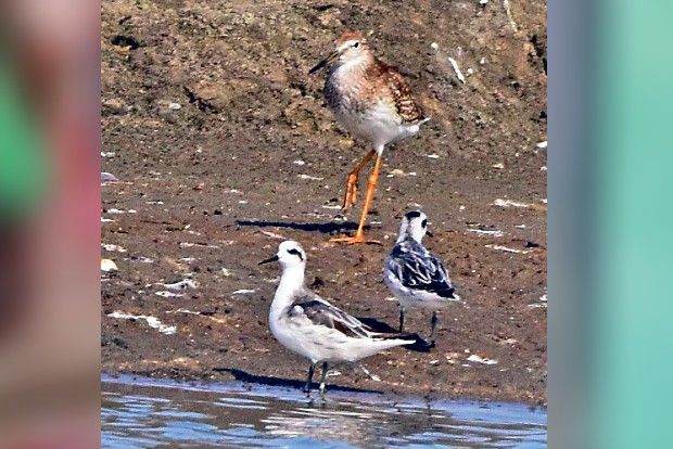 Good rains lure migratory birds early to suburbs