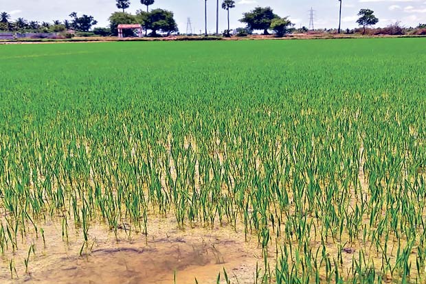 Rules under agri zone act ban non-farm units in Delta region Rules under agri zone act ban non-farm units in Delta region