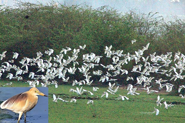 Green revolution’s side-effect: Birds hit by chemical deposition near sanctuaries