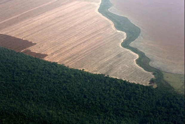 Deforestation in Brazils Amazon skyrockets to 12-year high under Bolsonaro